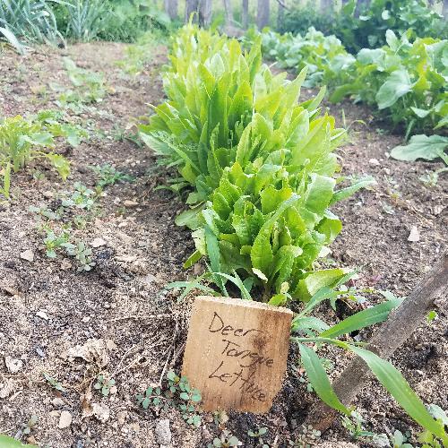 AMISH DEER TONGUE LETTUCE