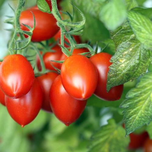 Amish Paste Tomato | Heirloom Vegetable | Florida Garden Seeds