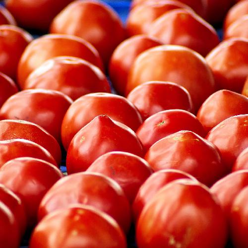 Anna Russian Tomato | Heirloom Florida Garden Seeds