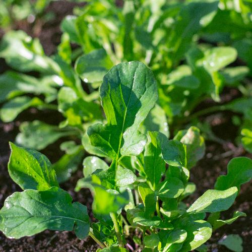 Arugula Roquette - Eruca sativa