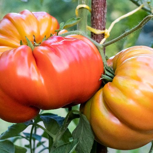 Solanum lycopersicum 'Brandywine' Heirloom Tomato