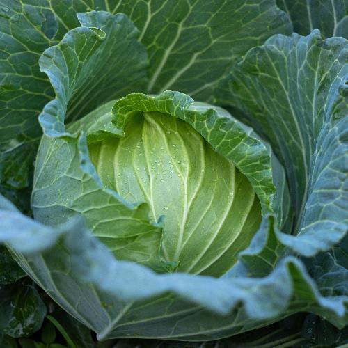 EARLY ROUND DUTCH CABBAGE