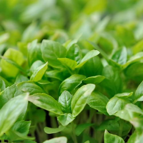 GENOVESE BASIL