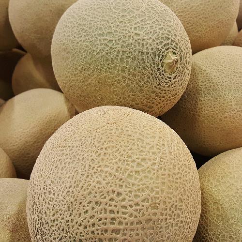 HALES BEST JUMBO CANTALOUPE