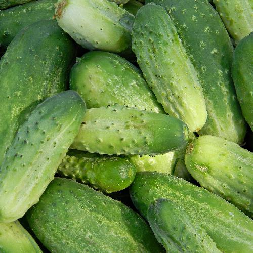 NATIONAL PICKLING CUCUMBER