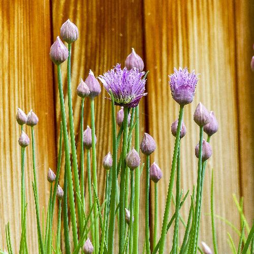 ONION CHIVES