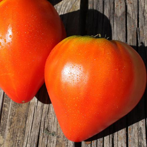 Oxheart Pink Tomato Heirloom Vegetable Florida Garden Seeds