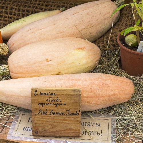 PINK BANANA JUMBO SQUASH