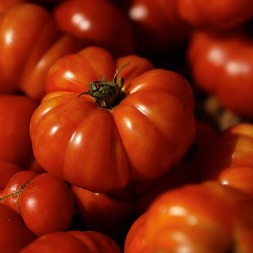 Red Beefsteak Tomato, Heirloom Vegetable