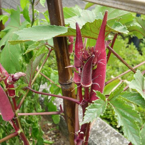 RED BURGUNDY OKRA