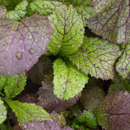 RED GIANT MUSTARD