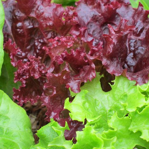 RUBY RED LETTUCE