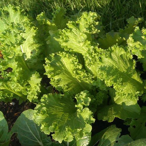 SOUTHERN GIANT MUSTARD GREENS