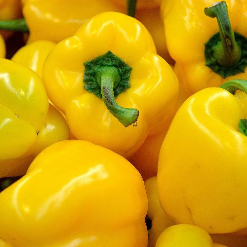 SUNBRIGHT PEPPER