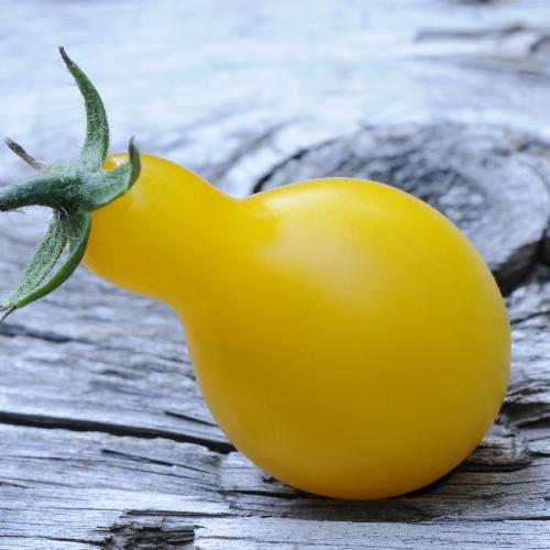 Yellow Pear Tomato Heirloom Vegetable Florida Garden Seeds