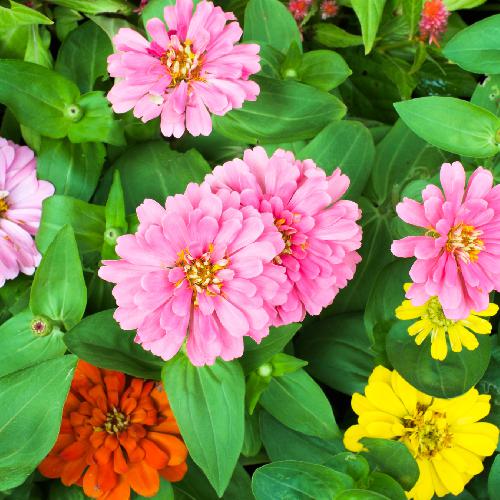 ZINNIA CALIFORNIA GIANT MIX