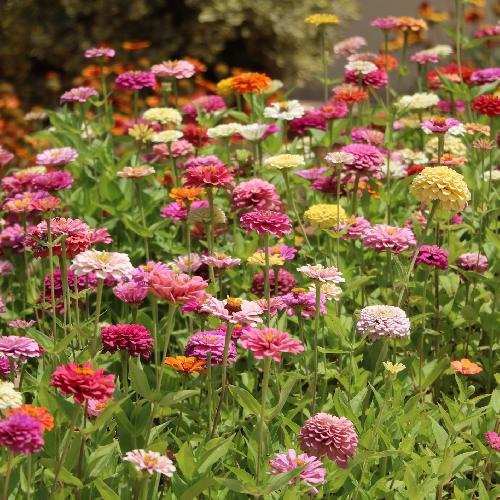 ZINNIA DAHLIA MIX