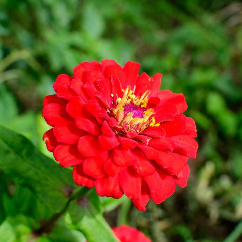 ZINNIA DAHLIA RED